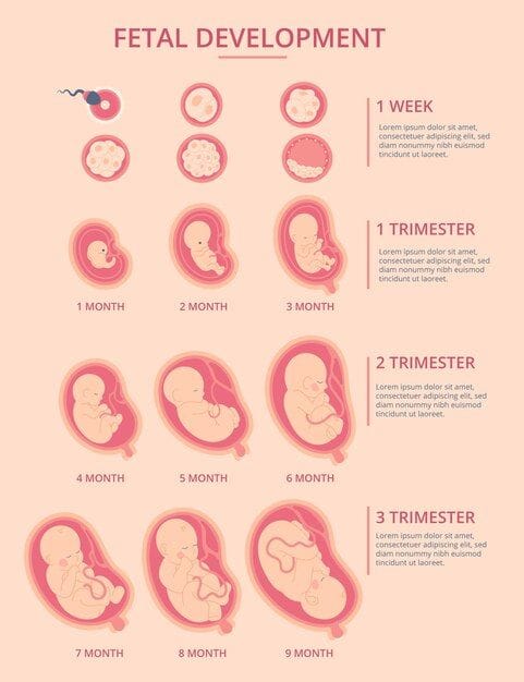 Perkembangan Janin Minggu ke Minggu: Panduan Lengkap untuk Ibu Hamil